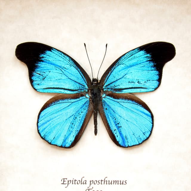 Rare metallic blue butterfly framed taxidermy - Epitola posthumus
