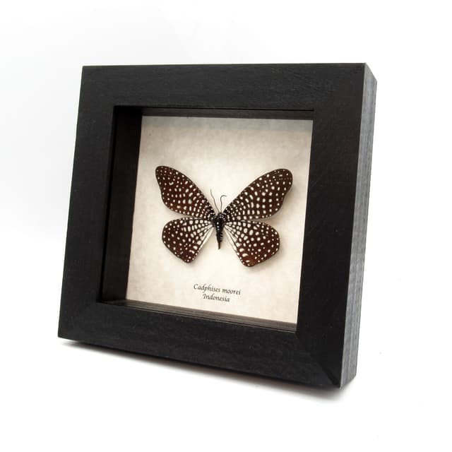 Rare Day Flying moth framed taxidermy - Cadphises moorei - large female
