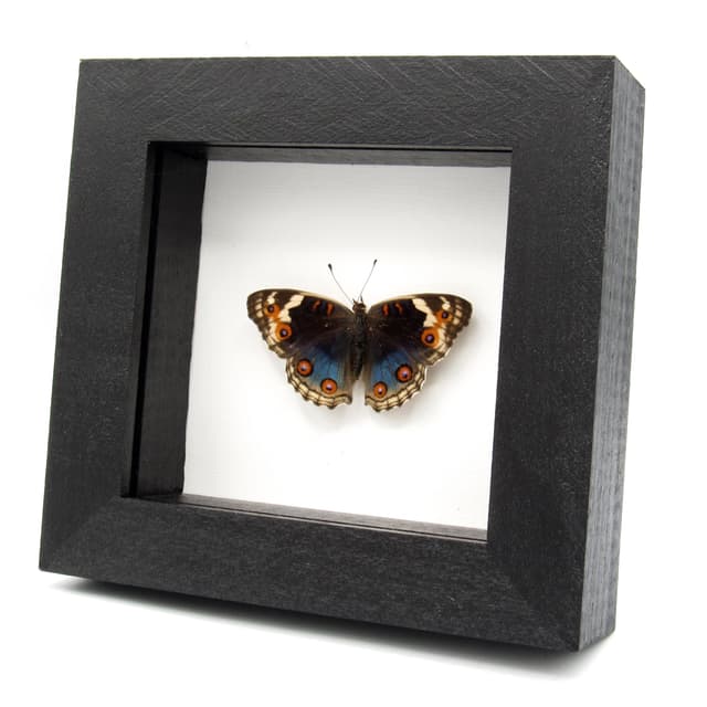 Real Blue Eyed Pansy butterfly framed taxidermy - Junonia orithya - female - Victorian mount