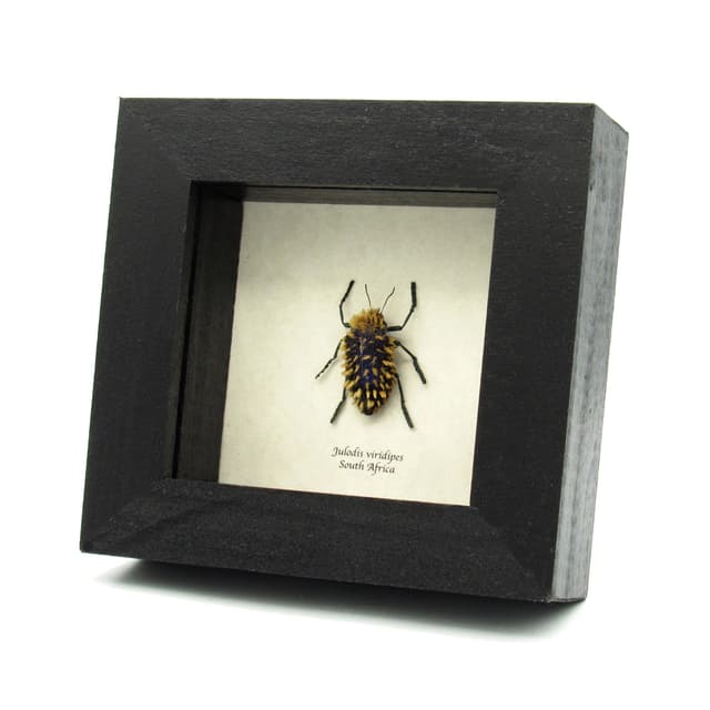 Real hairy blue Jewel beetle framed taxidermy - Julodis viridipes