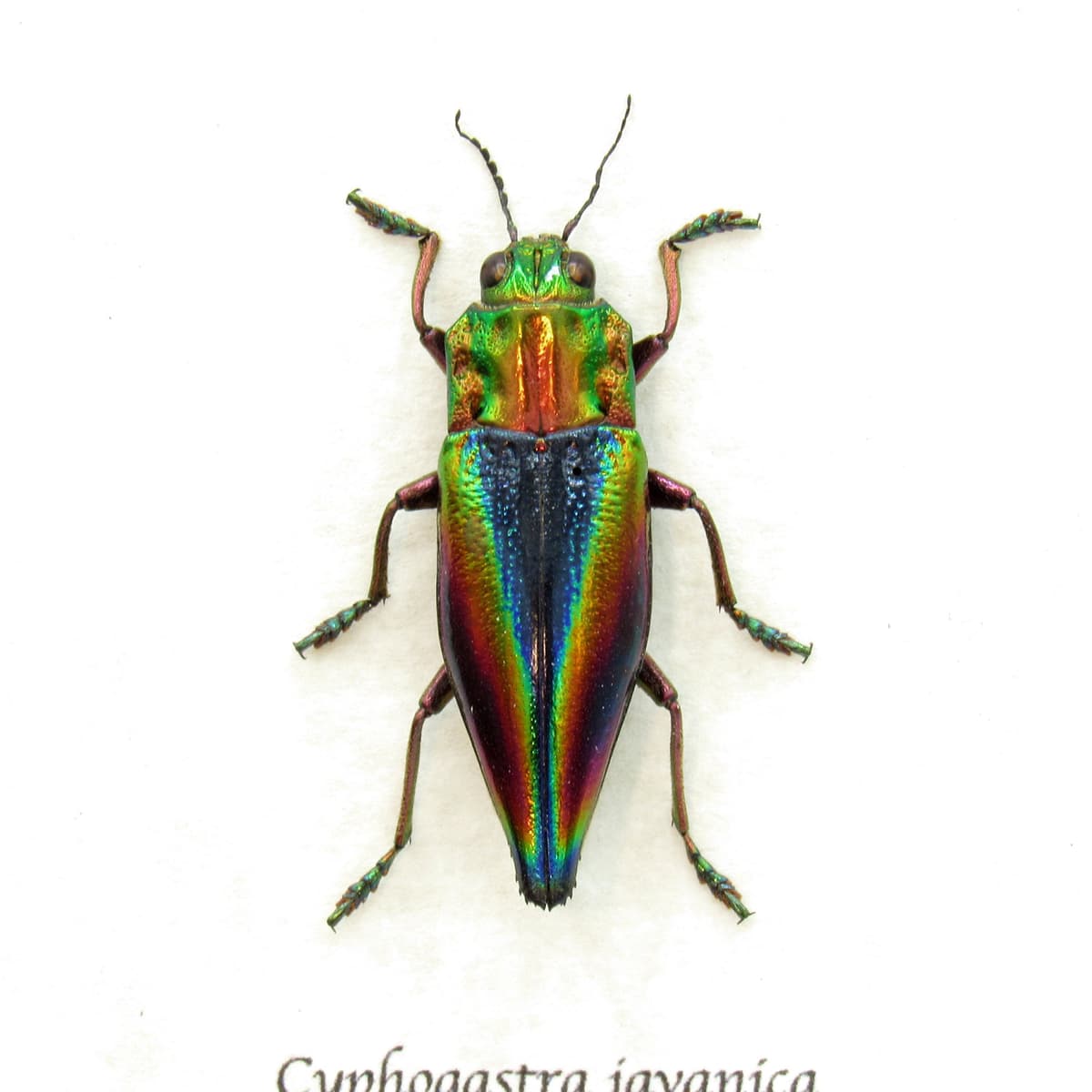Real Rainbow beetle framed taxidermy - Cyphogastra javanica