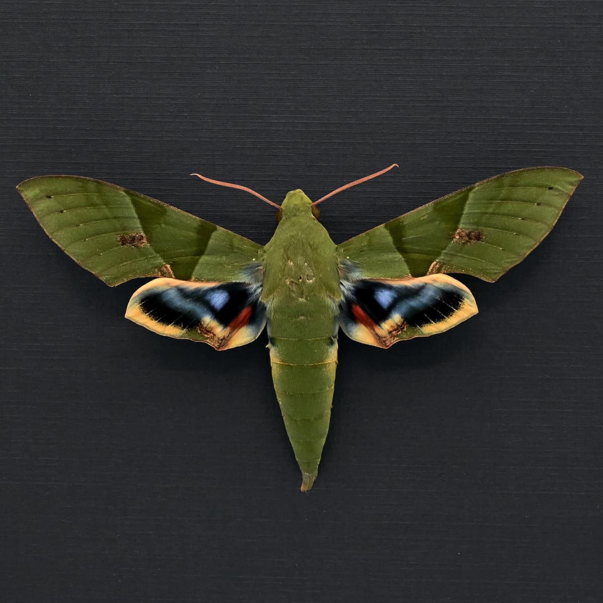 Rare Giant Gaudy Sphinx moth framed taxidermy - Eumorpha labruscae