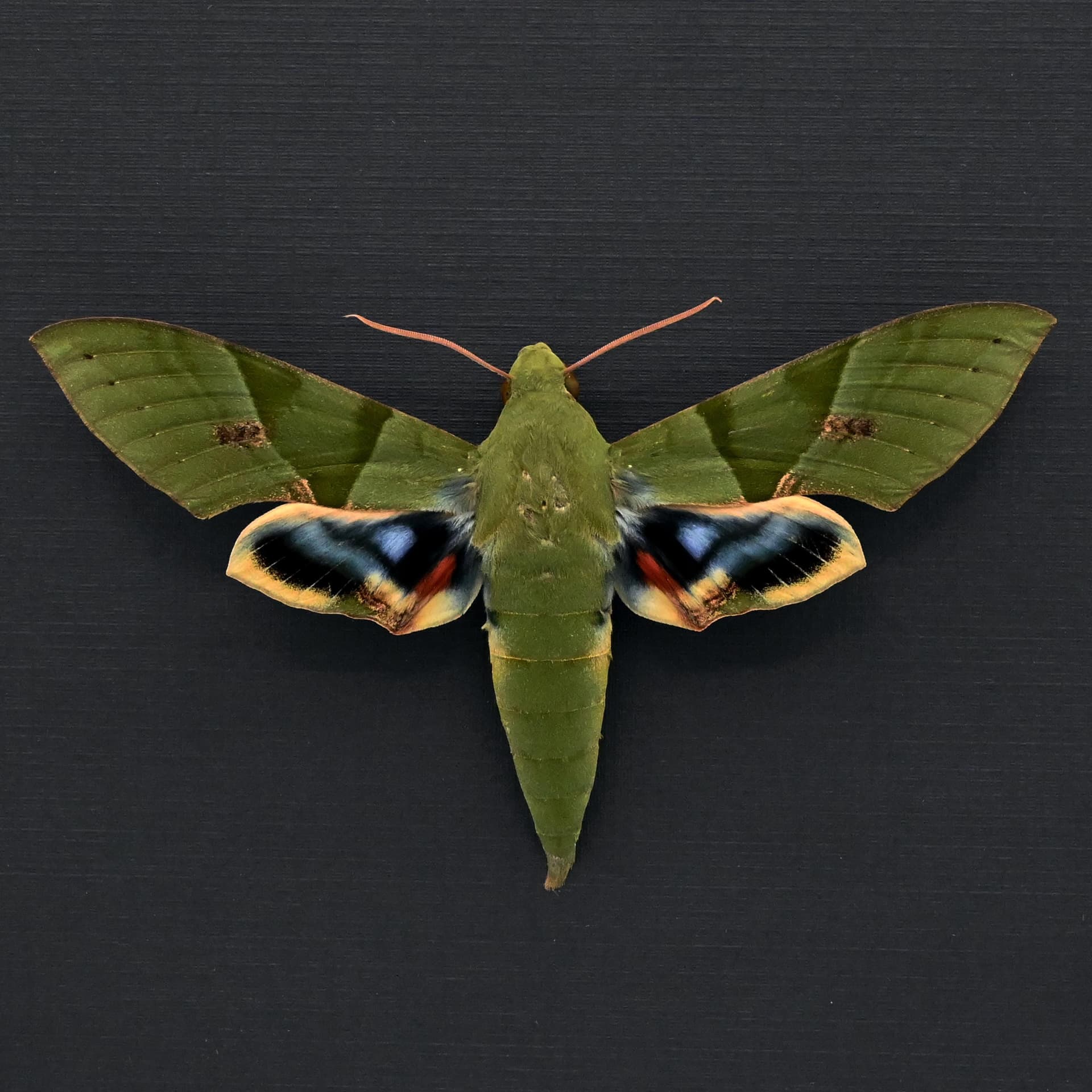 Rare Giant Gaudy Sphinx moth framed taxidermy - Eumorpha labruscae