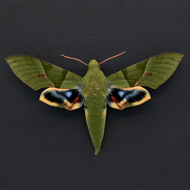 Rare Giant Gaudy Sphinx moth framed taxidermy - Eumorpha labruscae