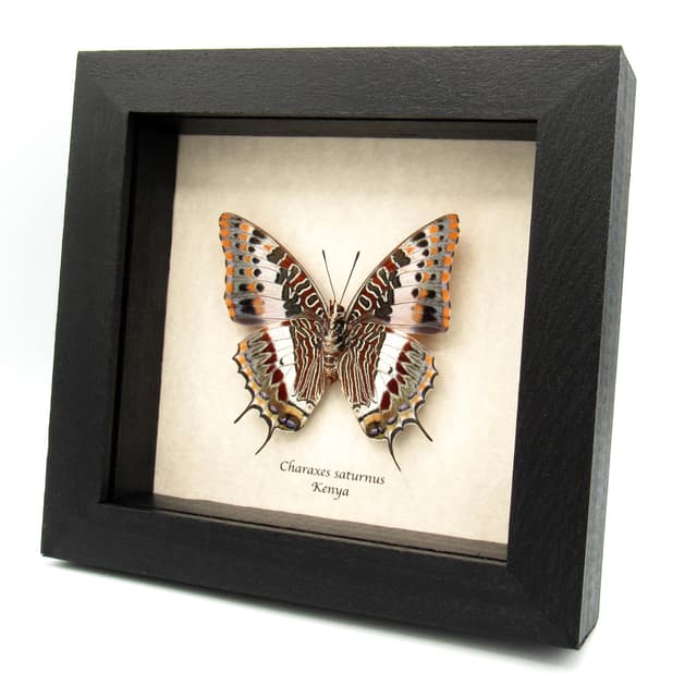 Rare Foxy Charaxes butterfly framed specimen - Charaxes saturnus - large female