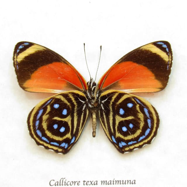 Real Texa Eighty-eight butterfly framed taxidermy - Callicore texa maimuna