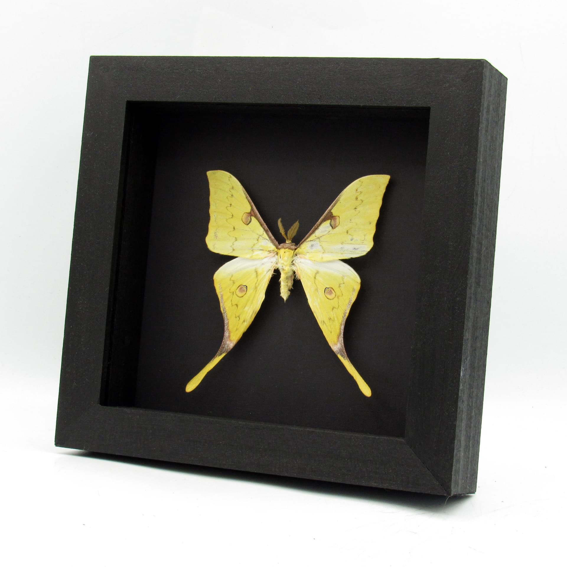 Real Golden Moon moth framed taxidermy - Actias sinensis