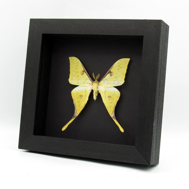 Real Golden Moon moth framed taxidermy - Actias sinensis