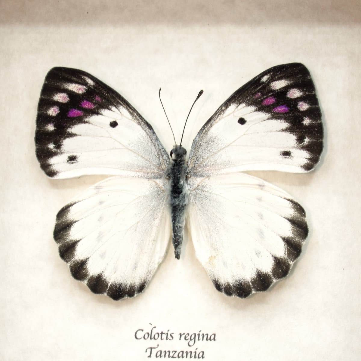 Real Purple Tip butterfly framed taxidermy - Colotis regina - female