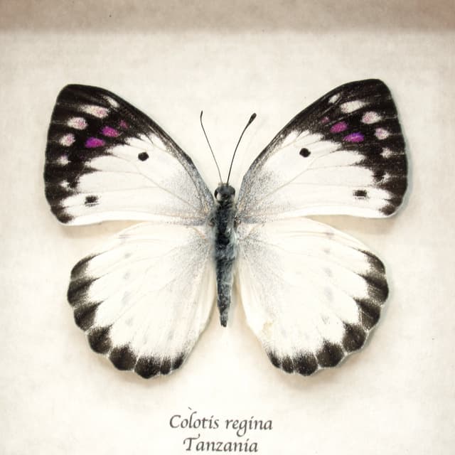 Real Purple Tip butterfly framed taxidermy - Colotis regina - female