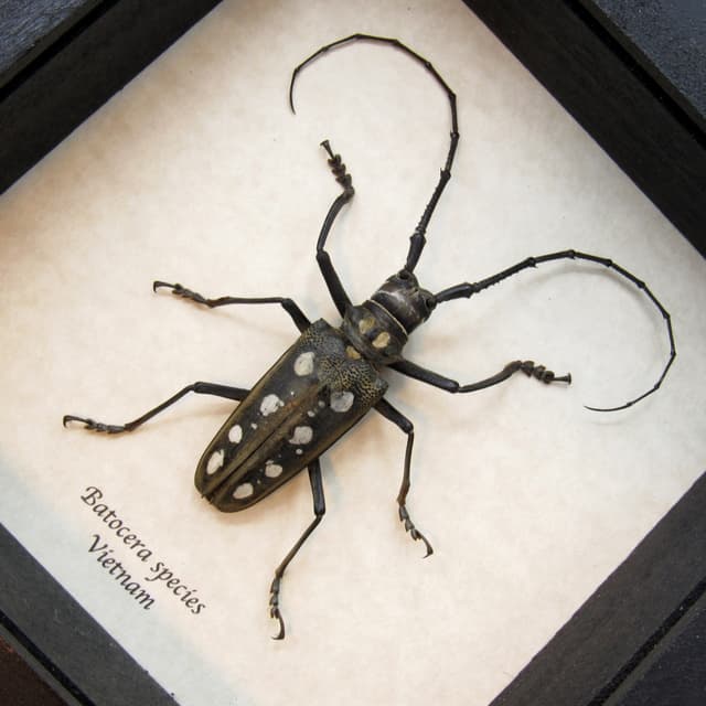 Real long horn beetle framed taxidermy - Batocera species