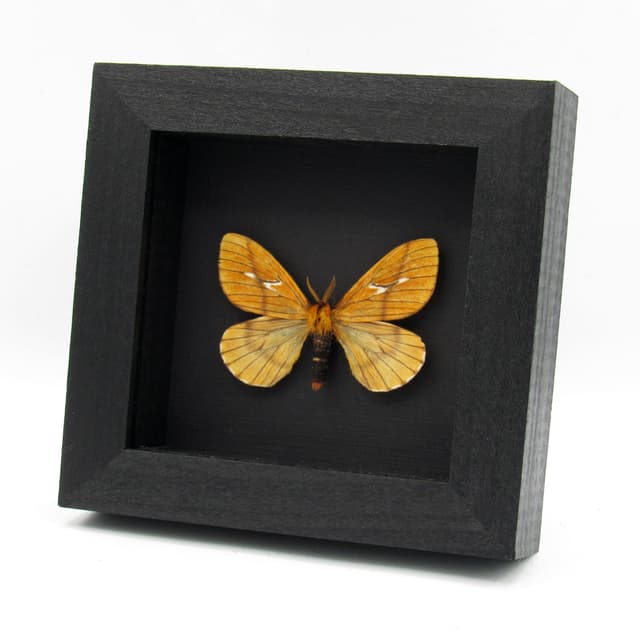 Rare yellow moth framed taxidermy - Cerodirphia nadiana