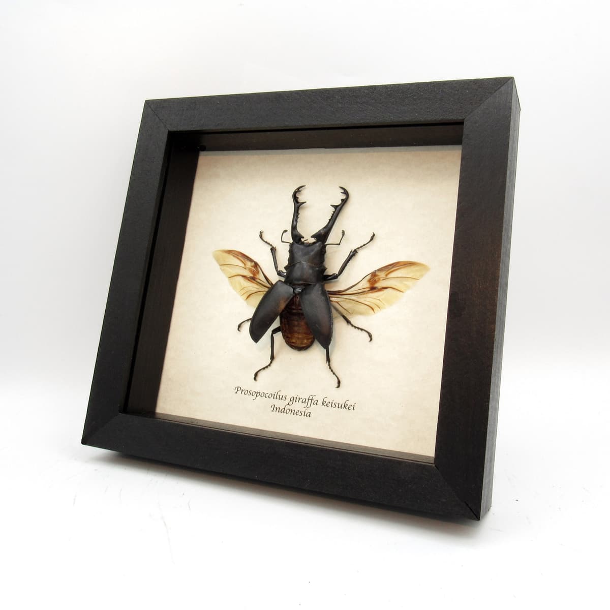 Real Giant Stag beetle framed taxidermy - Prosopocoilus giraffa keisukei