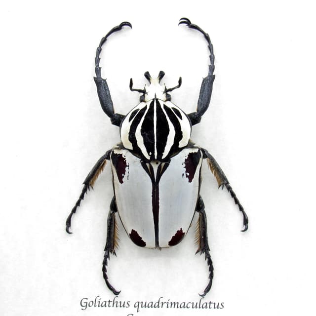 Rare Goliath beetle framed specimen - Goliathus quadrimaculatus - pristine