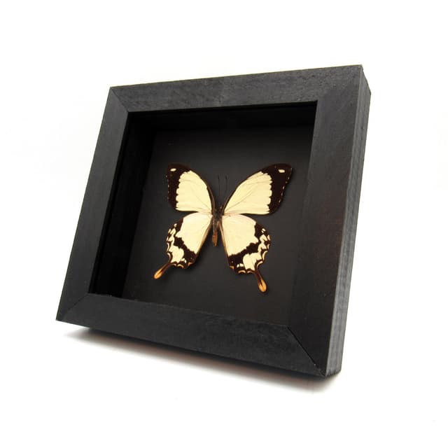 Real cream Swallowtail butterfly framed taxidermy - Papilio dardanus