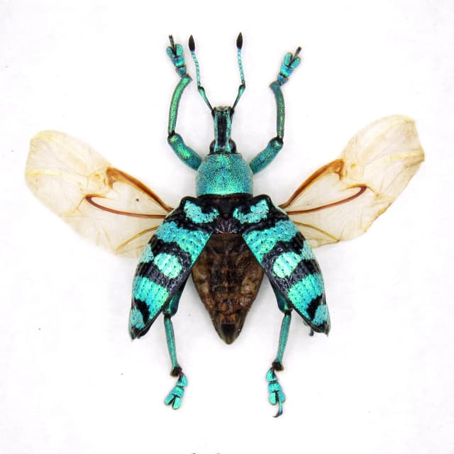 Real glitter Weevil framed taxidermy - Eupholus porioni - wings open