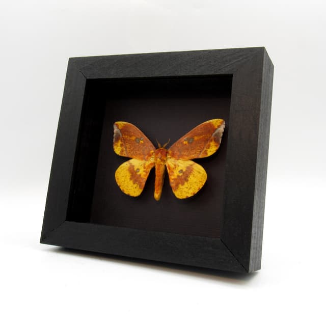 Real Imperial moth framed taxidermy - Eacles ormondei peruviana