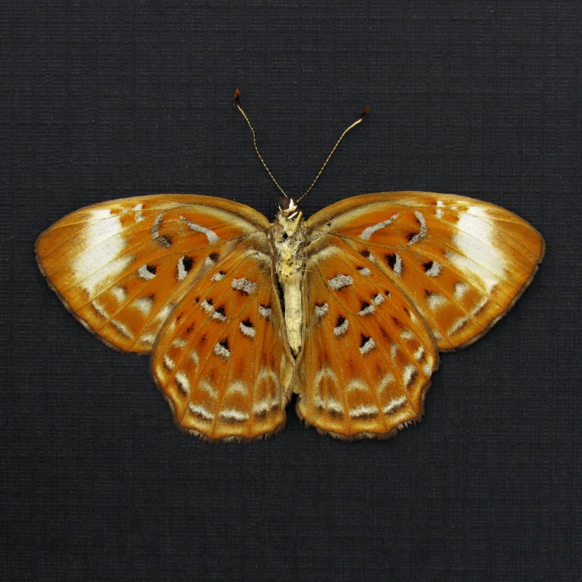 Real Orange Harlequin butterfly framed taxidermy - Taxila haquinus - Victorian mount