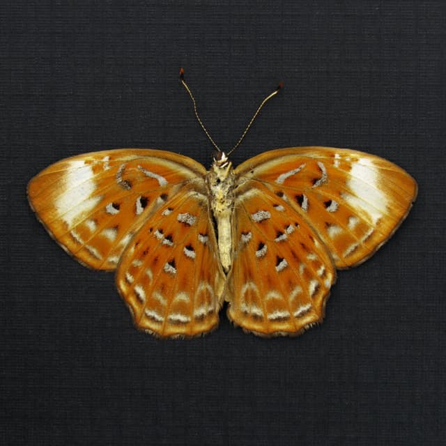 Real Orange Harlequin butterfly framed taxidermy - Taxila haquinus - Victorian mount