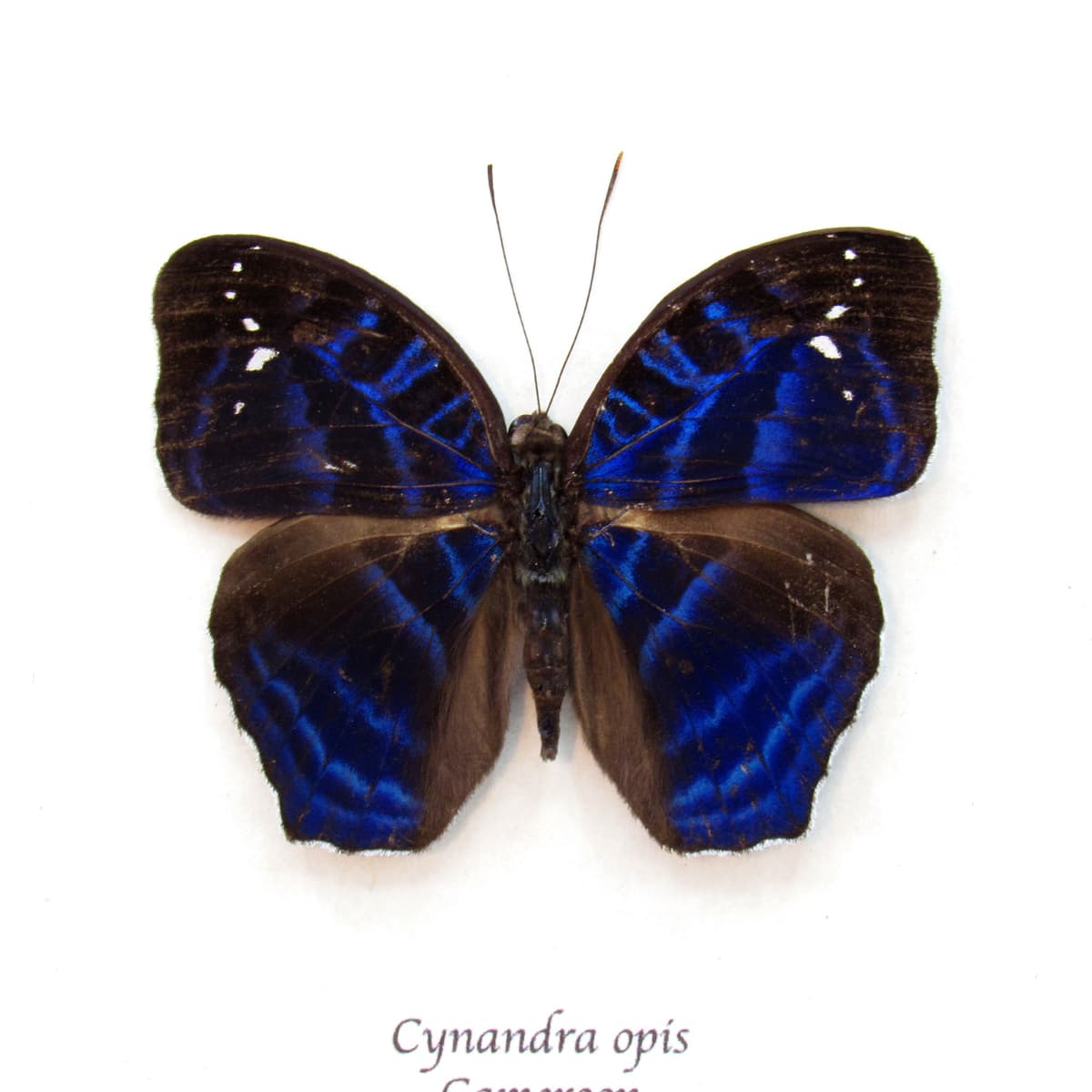 Rare blue Brilliant Nymph butterfly framed taxidermy - Cynandra opis