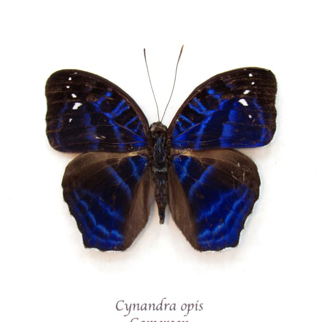 Rare blue Brilliant Nymph butterfly framed taxidermy - Cynandra opis