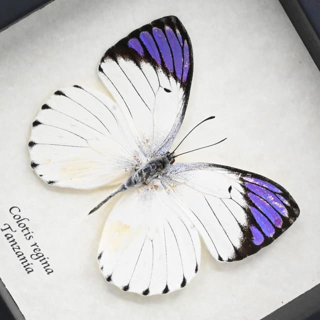Real Purple Tip butterfly framed taxidermy - Colotis regina