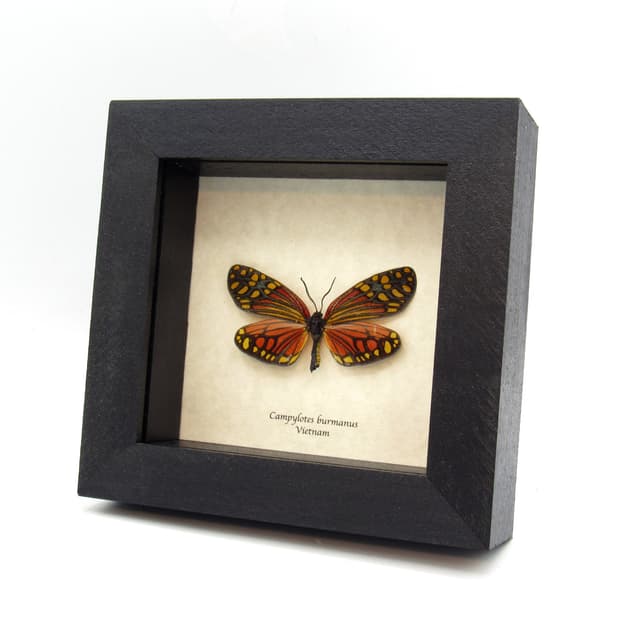 Real red Zygaenid moth framed taxidermy - Campylotes burmanus
