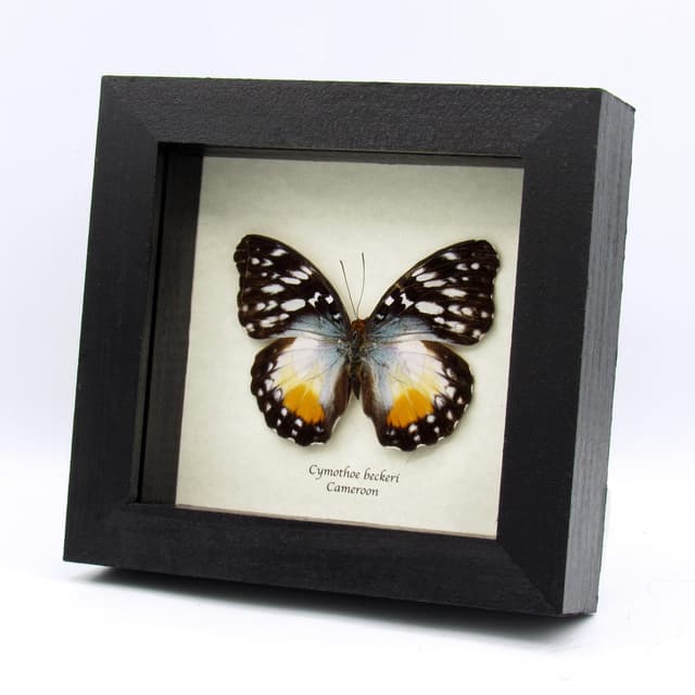 Real Yellow Glider butterfly framed taxidermy - Cymothoe beckeri - large female