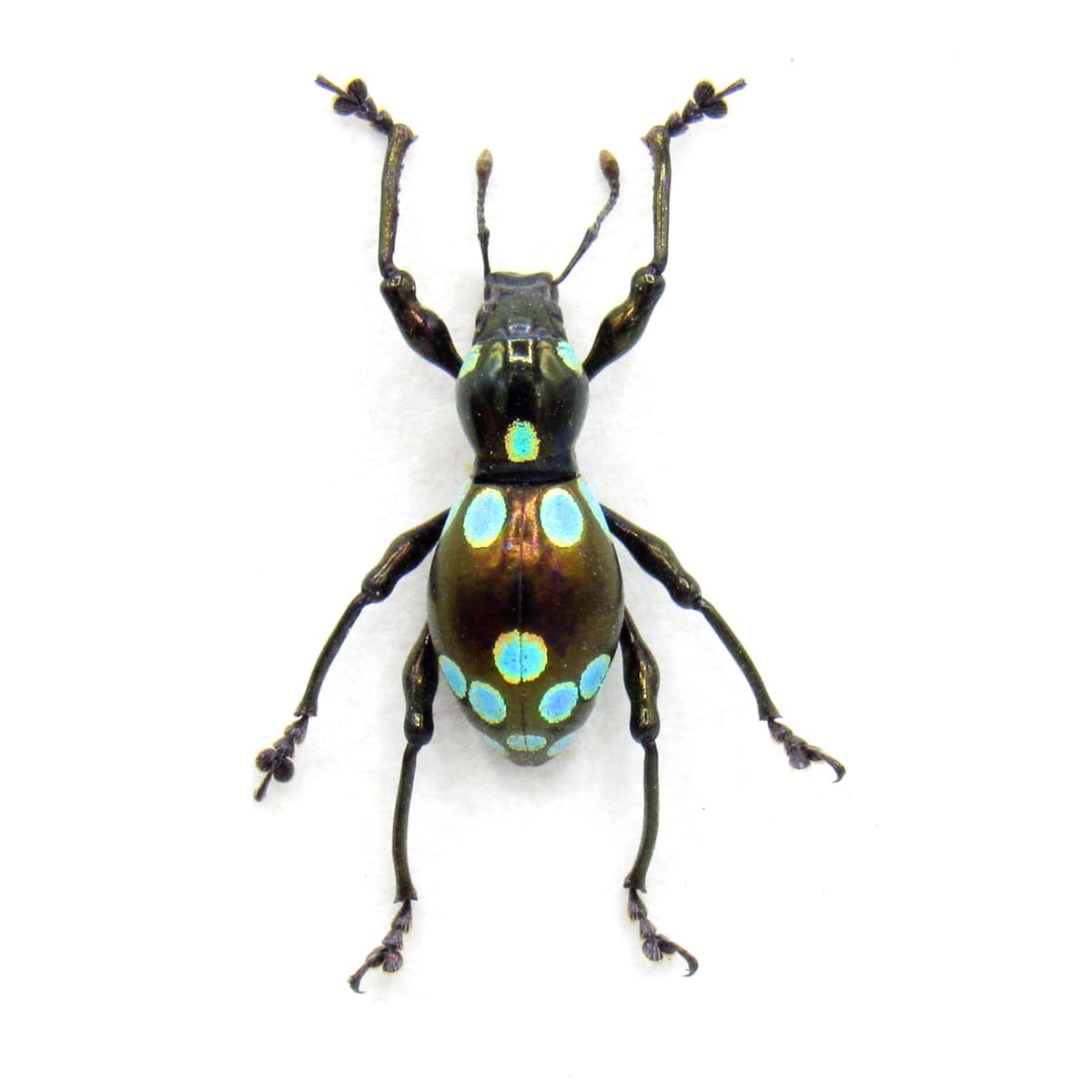 WEEVIL MANIA - Real beetle framed taxidermy - Pachyrhynchus species
