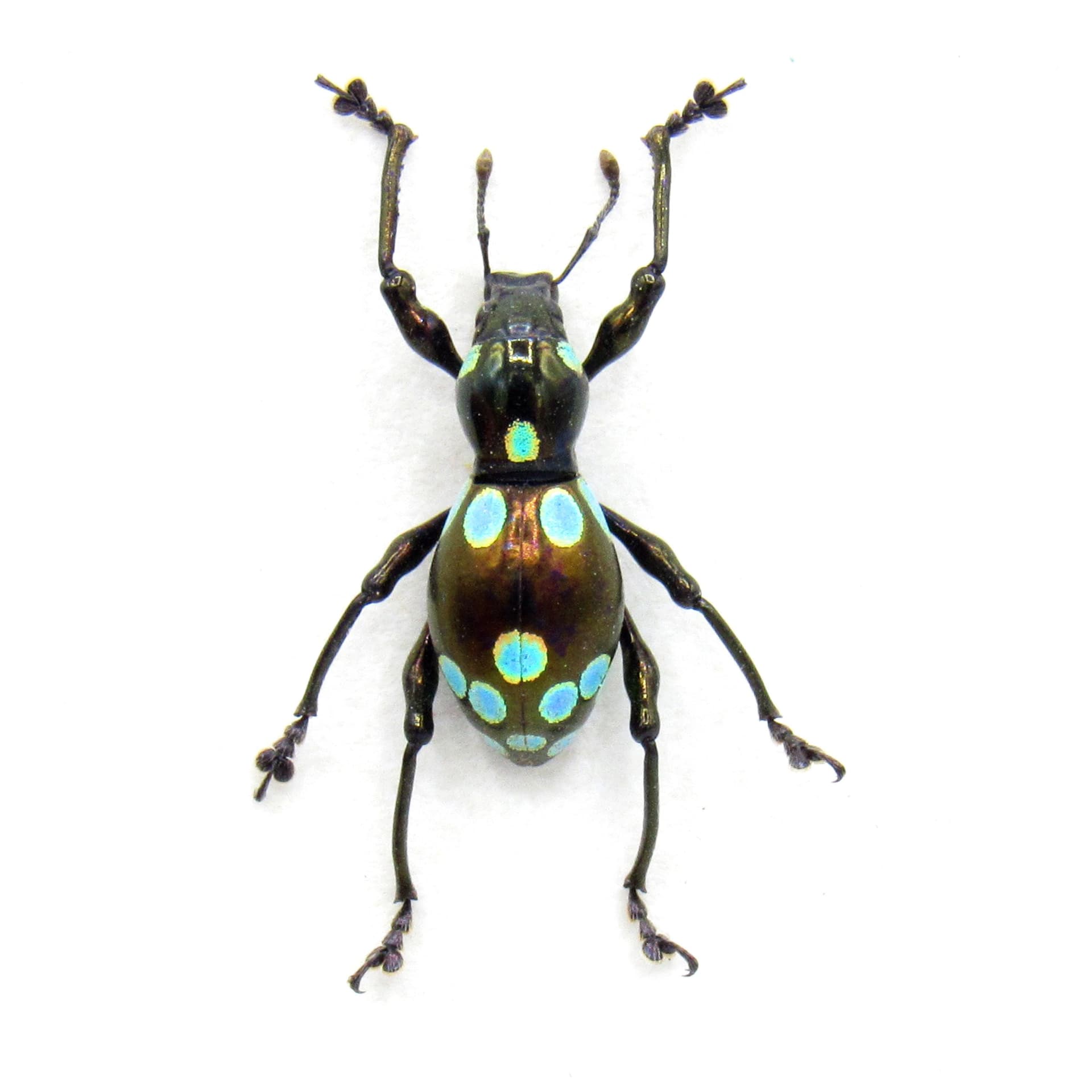 WEEVIL MANIA - Real beetle framed taxidermy - Pachyrhynchus species