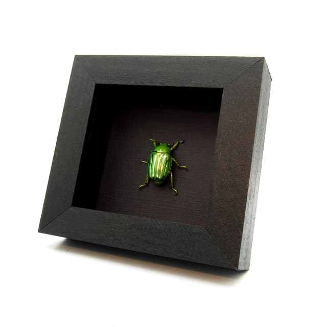 Real metallic Jewel beetle framed taxidermy - Plusiotis (Chrysina) gloriosa - XL female