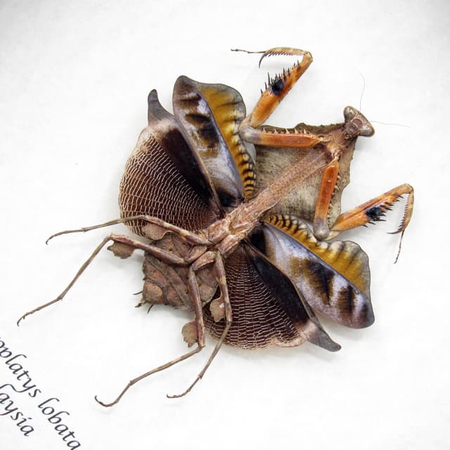 Real framed taxidermy Dead Leaf praying mantis - Deroplatys lobata - dark form
