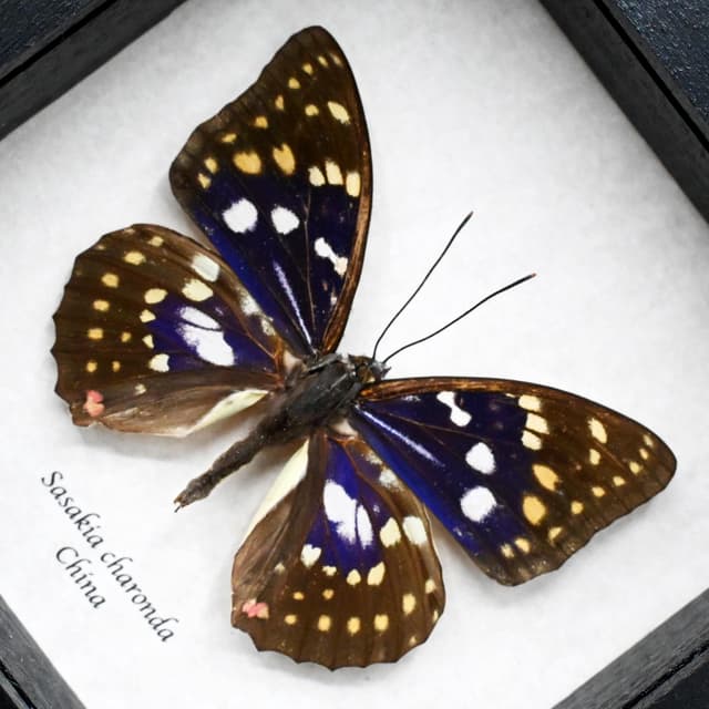Real Purple Emperor butterfly framed taxidermy - Sasakia charonda