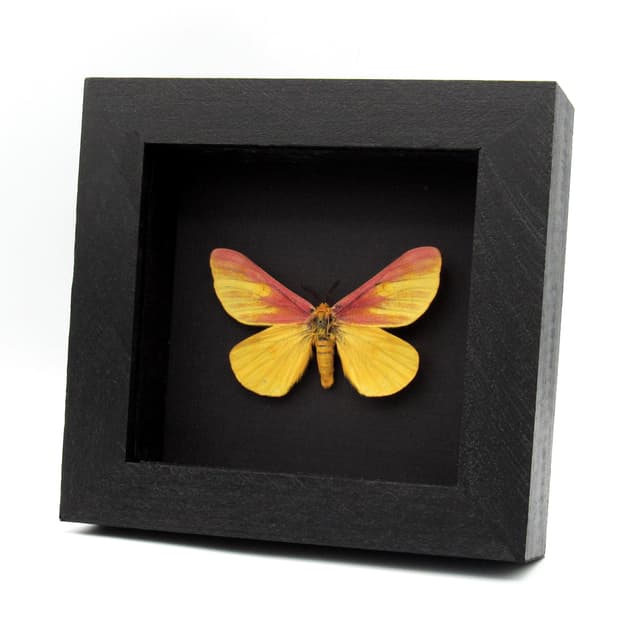 Real rare pink Western Sheep moth framed taxidermy - Hemileuca eglantarina - large pale form