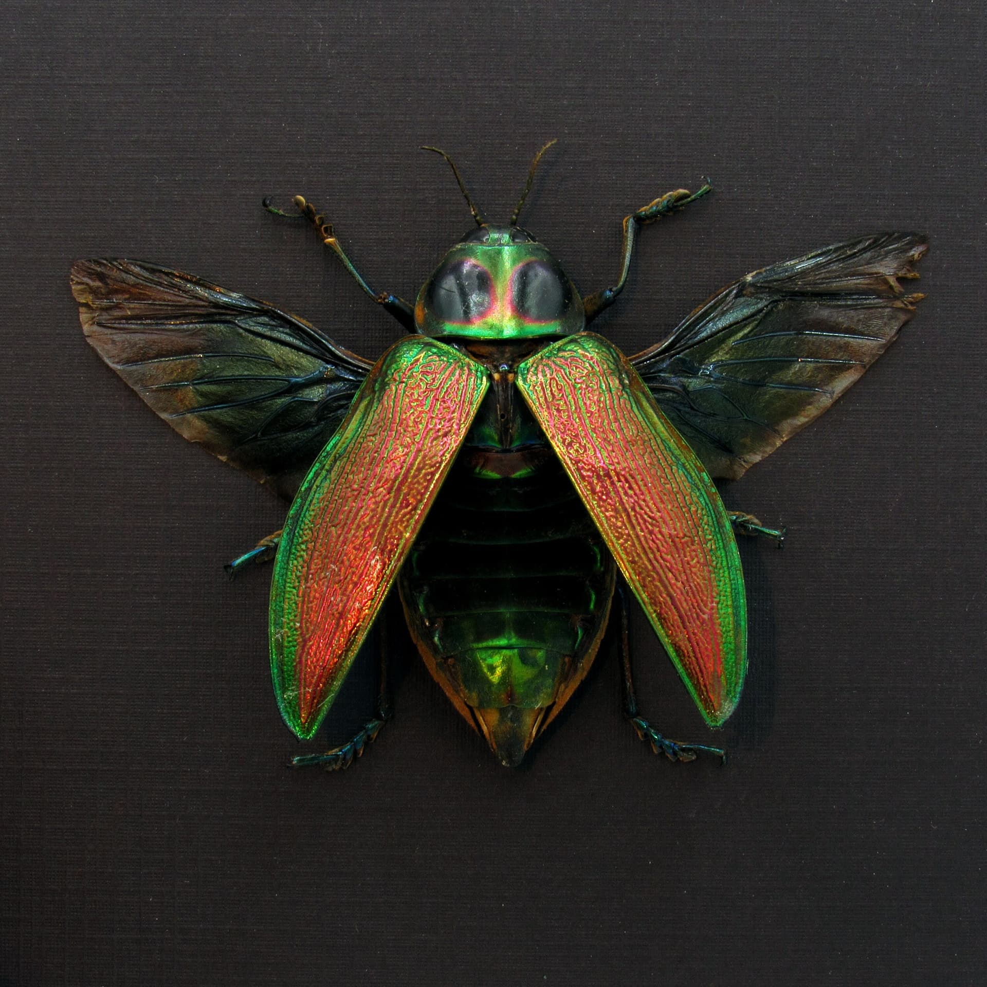 Giant metallic Jewel beetle framed taxidermy - Euchroma gigantea