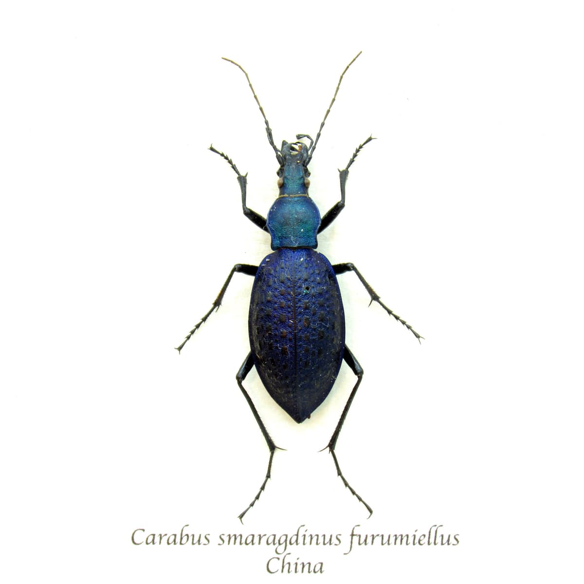 Real purple Ground beetle framed taxidermy - Carabus smaragdinus furumiellus