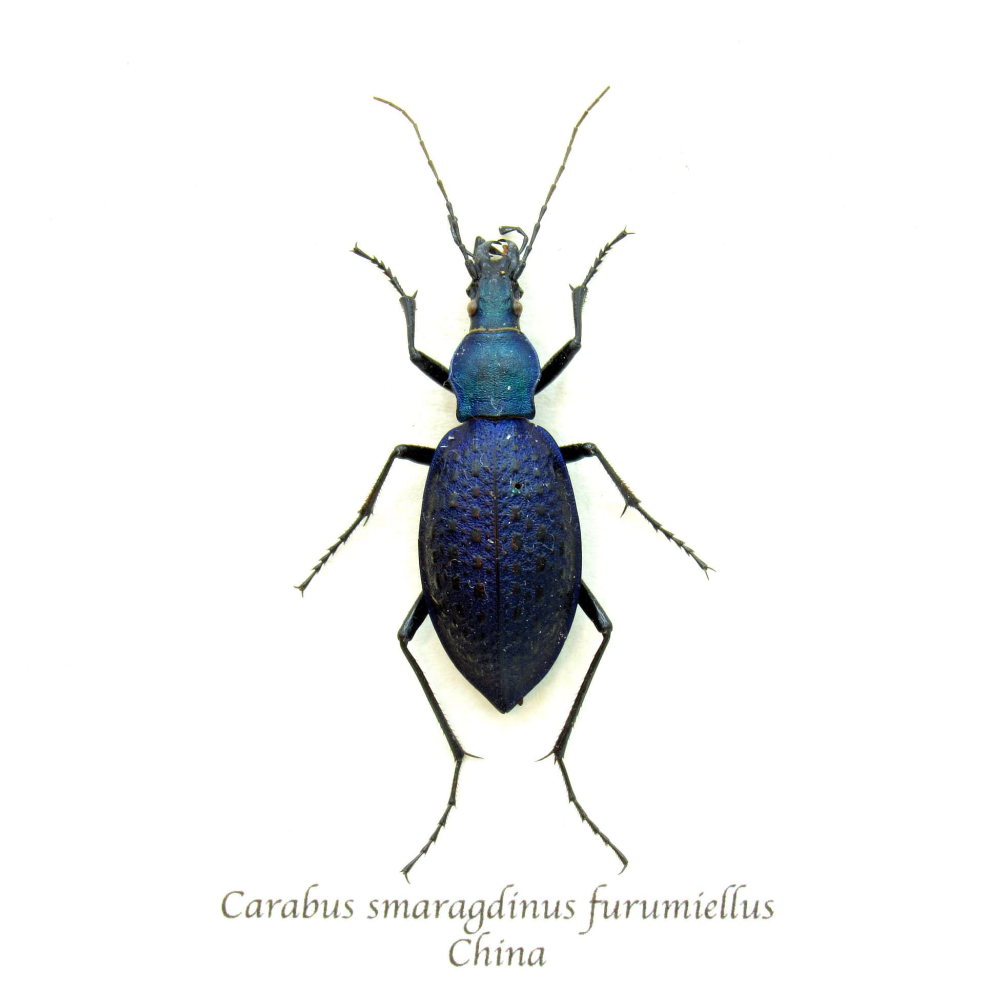 Real purple Ground beetle framed taxidermy - Carabus smaragdinus furumiellus