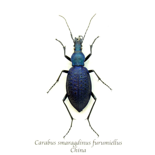 Real purple Ground beetle framed taxidermy - Carabus smaragdinus furumiellus
