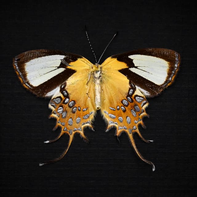 Real metallic gold butterfly framed taxidermy - Helicopis cupido - Victorian mount