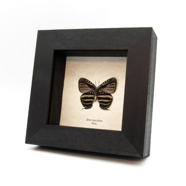 Real Hairstreak butterfly framed taxidermy - Enos maculata