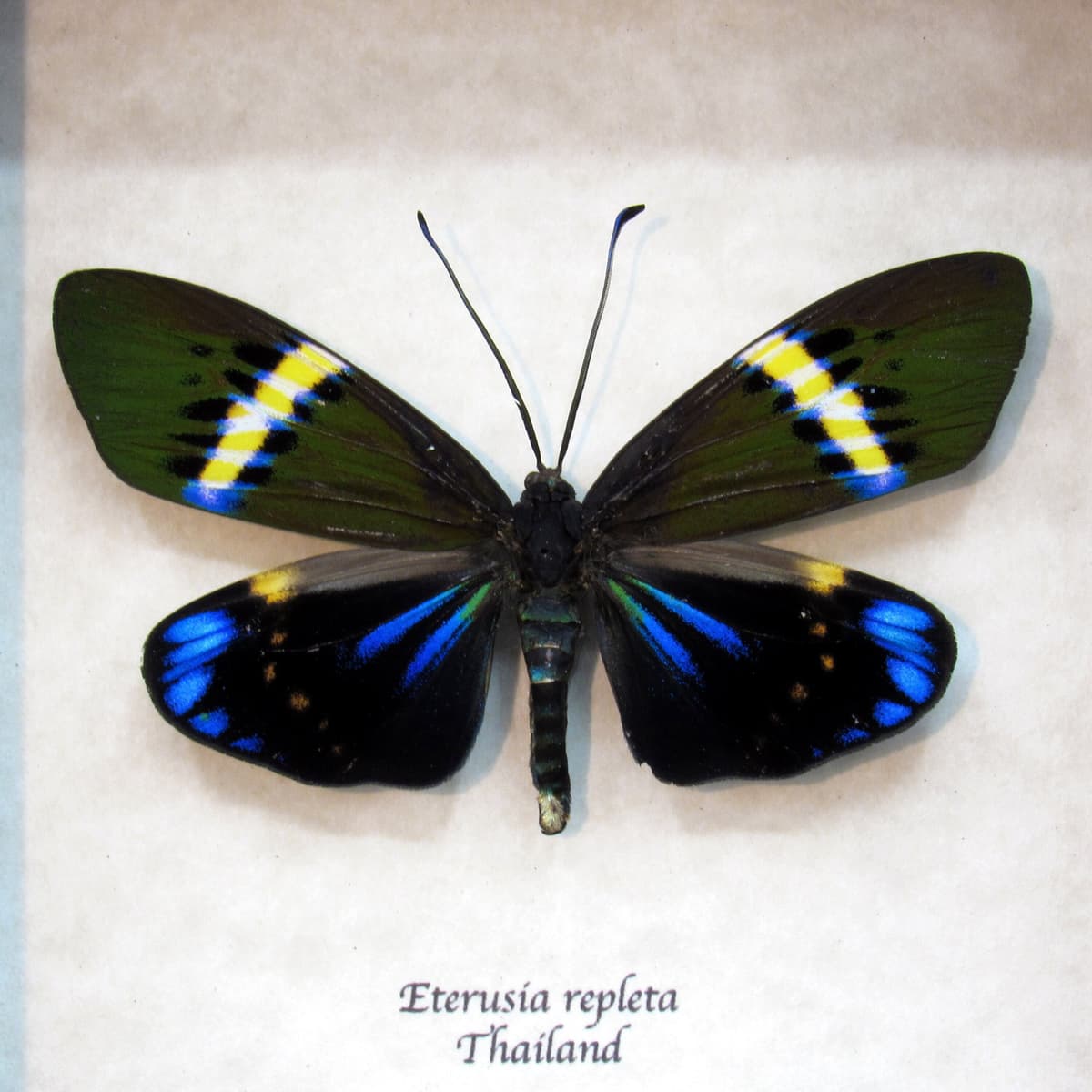 Real day moth framed taxidermy - Eterusia repleta - large female