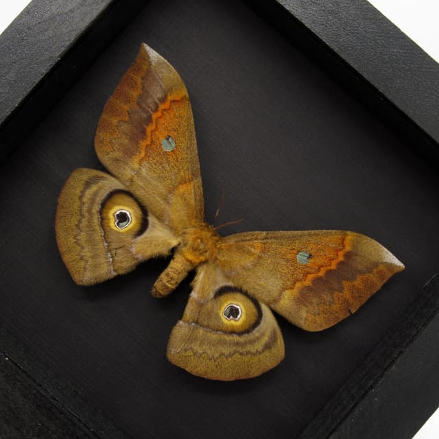 Rare Saturn moth framed taxidermy - Salassa thespis - female