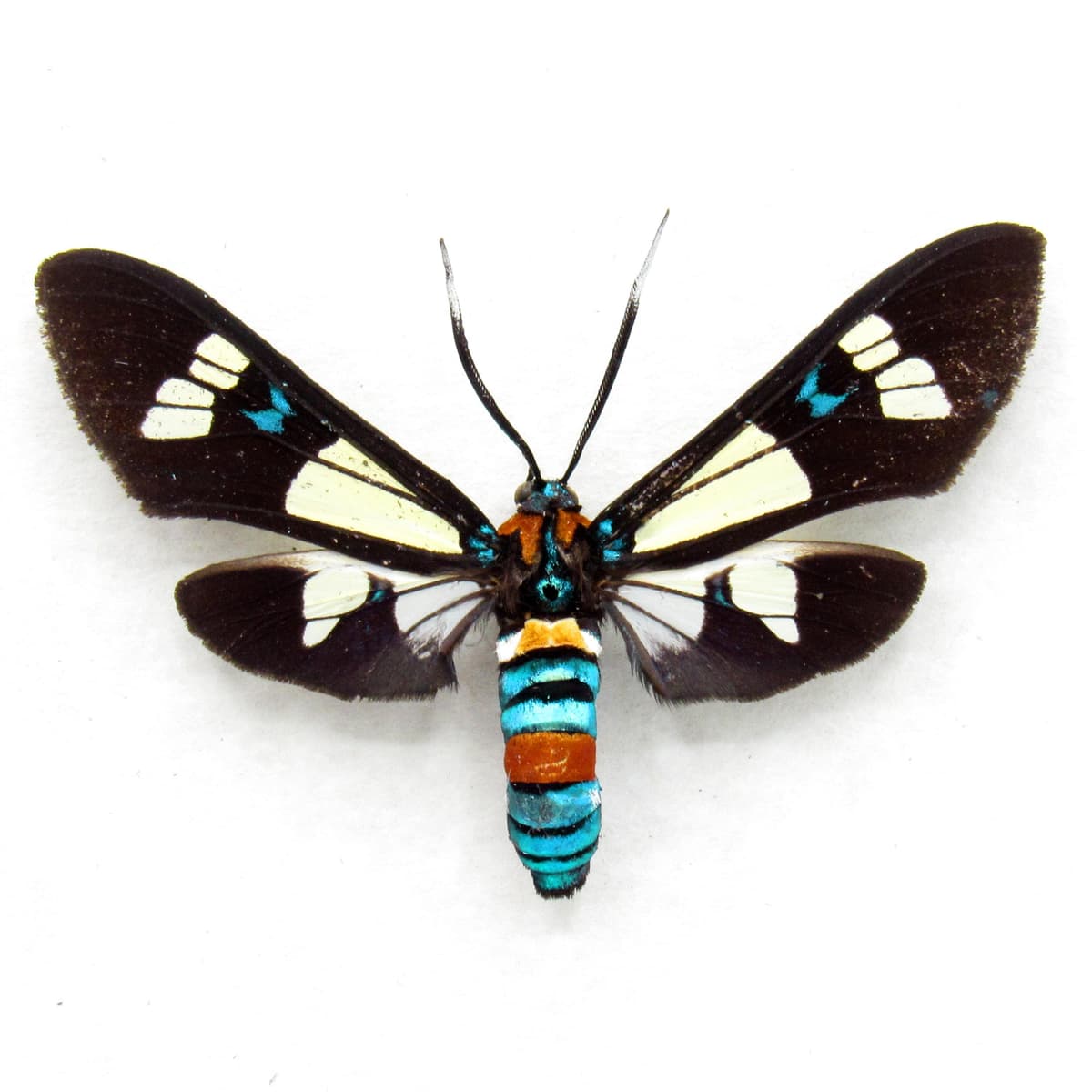 Rare metallic Arctiid Moth framed taxidermy - Euchromia foletii