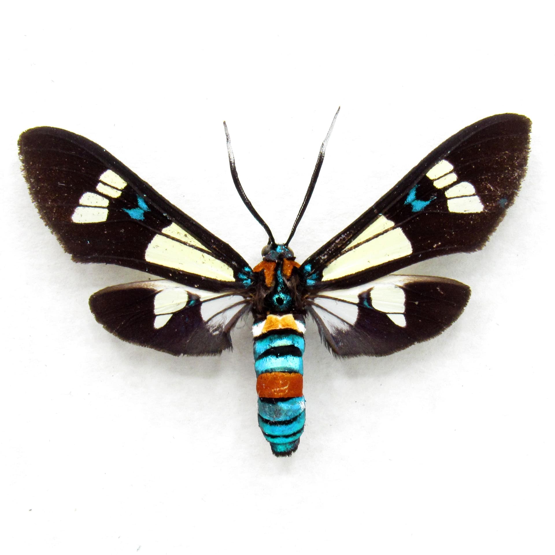 Rare metallic Arctiid Moth framed taxidermy - Euchromia foletii
