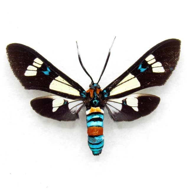 Rare metallic Arctiid Moth framed taxidermy - Euchromia foletii