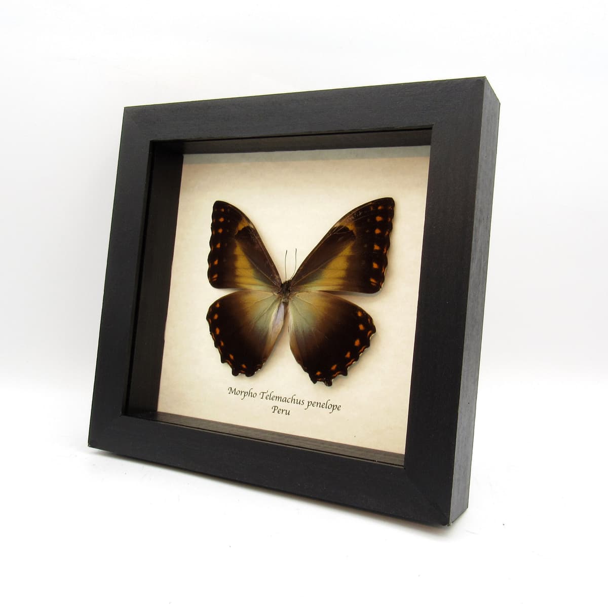 Real large framed Morpho butterfly taxidermy - Morpho telemachus penelope