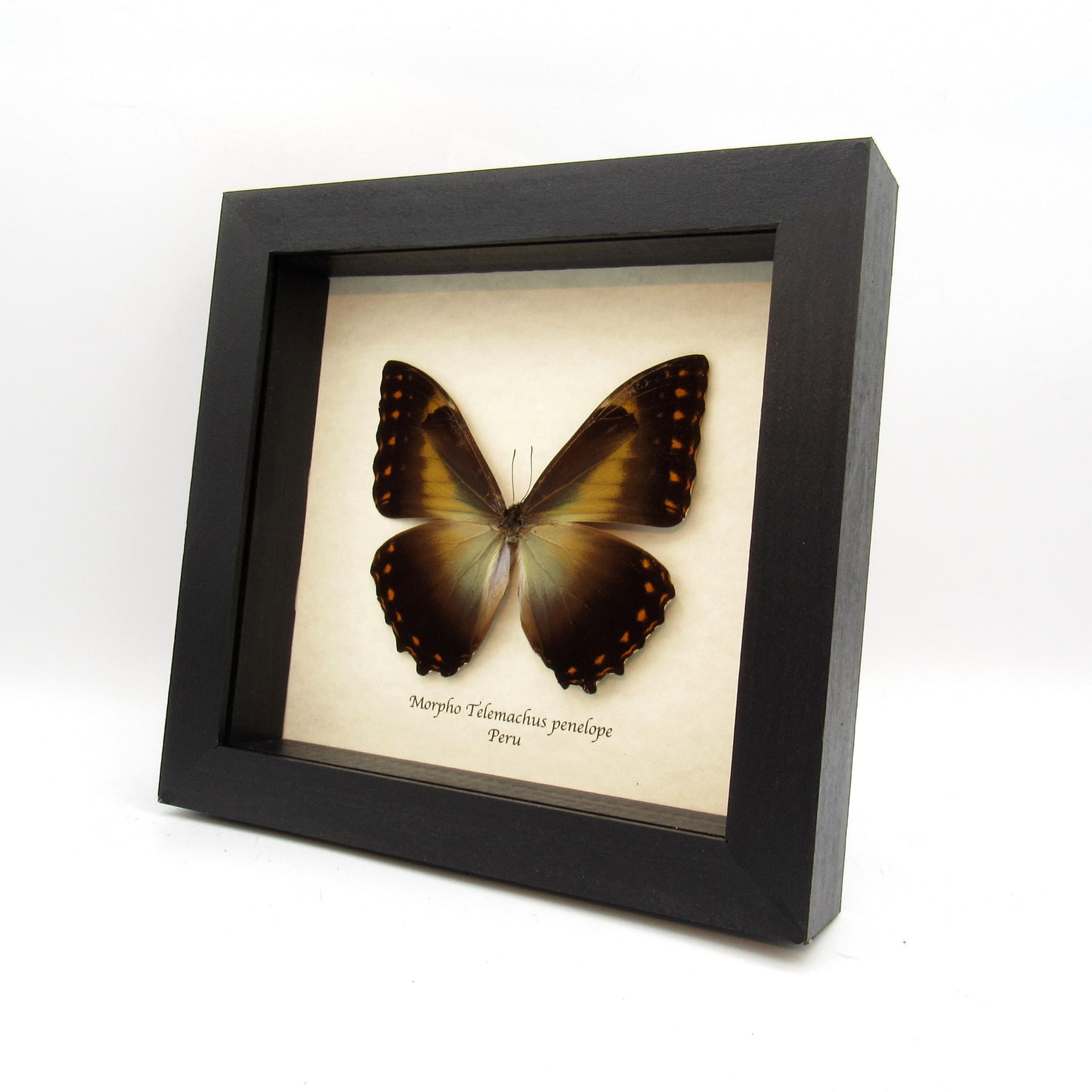 Real large framed Morpho butterfly taxidermy - Morpho telemachus penelope