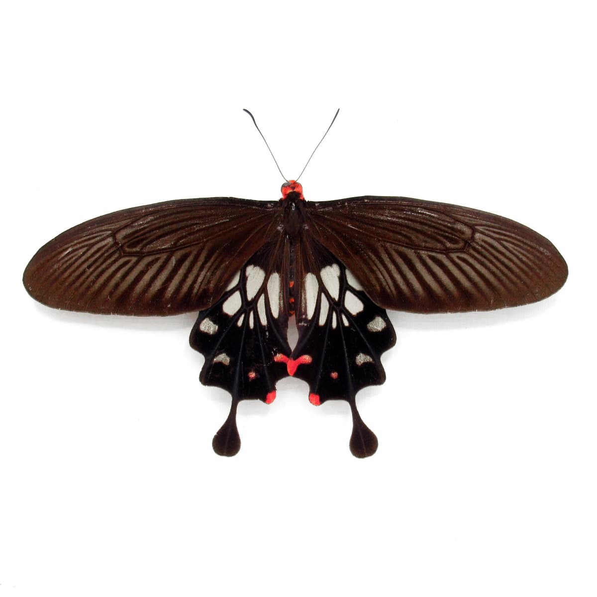 Real red Clubtail butterfly framed taxidermy - Losaria coon doubledayi - Victorian mount