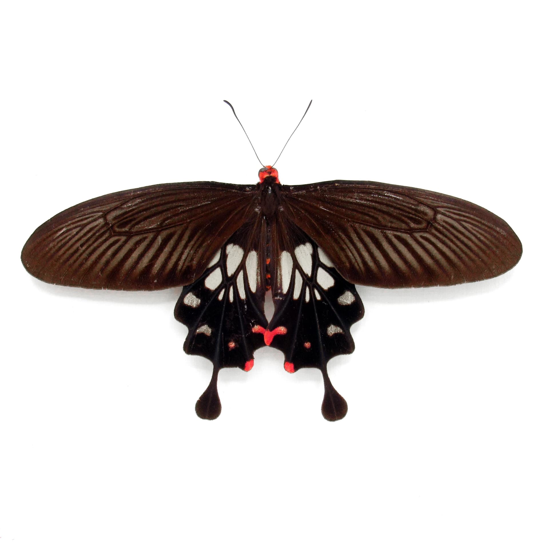 Real red Clubtail butterfly framed taxidermy - Losaria coon doubledayi - Victorian mount