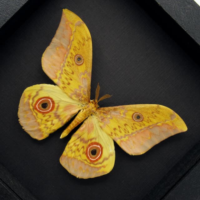 Very large real Aratus Silkmoth framed taxidermy - Aurivillius aratus